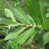 Ива пепельная (Salix cinerea) 2