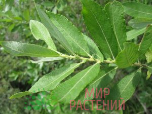 Ива пепельная (Salix cinerea) 2