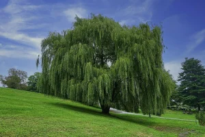 Ива плакучая (Salix babylonica)
