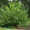 Ива прутовидная (Salix viminalis) 2