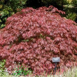 Клён Веерный Дланевидный (Acer palmatum)