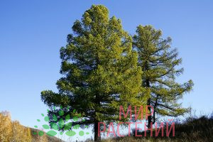 Лиственница сибирская 2