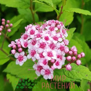 Спирея ниппонская розовая