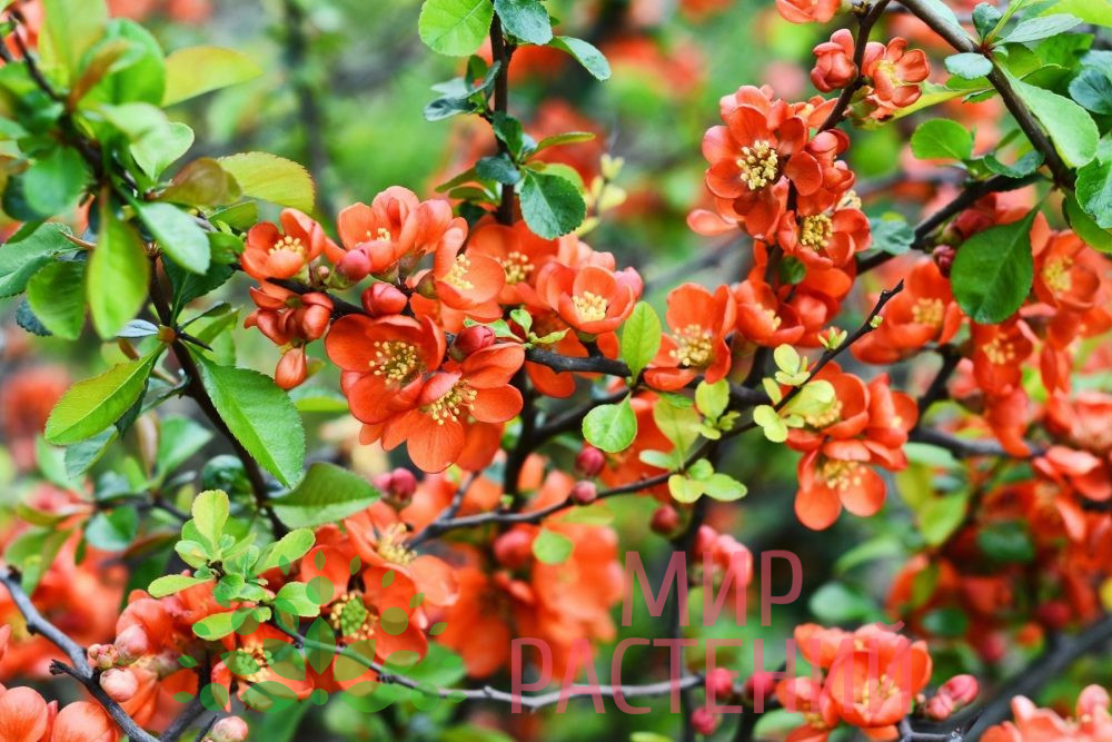 Айва японская (Chaenomeles japonica)