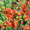 Айва японская (Chaenomeles japonica)
