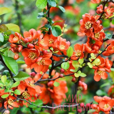 Айва японская (Chaenomeles japonica)