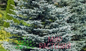Ель колючая голубая сизая