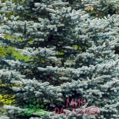 Ель колючая голубая сизая