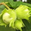 Фундук Каталонский (Corylus avellana) – это один из самых популярных сортов фундука, придающий значительное значение как в садоводстве, так и в промышленном производстве. Сорт был выведен в Испании, в Каталонии, где климатические условия позволили ему проявить свои лучшие качества. С момента своего появления, Каталонский фундук завоевал признание благодаря своей высокой урожайности и отличному качеству орехов. Характеристики сорта: Фундук Каталонский отличается средним ростом и раскидистой кроной. Листья темно-зеленые, крупные, с явной венозностью. Цветение начинается в марте, когда растения покрываются яркими желтыми сережками. Ягоды: Орехи обладают округлой формой, средней величиной и гладкой скорлупой. Внутренний яд содержит высокое количество масла (до 65%) и отличается нежным вкусом, что делает его идеальным для использования в кондитерских изделиях, а также для производства масла. Вес ореха может достигать 2–3 граммов. Урожайность: Фундук Каталонский отличается высокой урожайностью. При правильном уходе и оптимальных условиях можно собирать до 3-4 кг орехов с одного взрослого дерева. Урожайность возрастает с каждым годом, достигая пика в возрасте 5-7 лет. Созревание: Плоды начинают созревать в конце августа – начале сентября. Благодаря этому сроку созревания фундук может быть успешно выращен в различных климатических условиях, включая регионы с холодными зимами. Зимостойкость: Фундук Каталонский демонстрирует высокую зимостойкость и способен выдерживать морозы до -25°C. Это делает его идеальным выбором для регионов с холодным климатом. Применение: Каталонский фундук активно используется в пищевой промышленности: его добавляют в сладости, шоколад, кондитерские изделия и десерты. Также он находит применение в приготовлении растительных масел и в косметической сфере. Особенности выращивания: Фундук предпочитает солнечные места с хорошей защитой от холодных северных ветров. Для достижения наилучших результатов нужно выбирать хорошо дренированные почвы с нейтральной реакцией. Рекомендуется проводить обрезку, чтобы поддерживать форму кроны и улучшать доступ света к плодам. Место посадки: Наилучшие места для посадки фундука – это солнечные участки, защищенные от сильного ветра и постоянного затопления. Хорошая вентиляция поможет предотвратить заболевания. Рекомендуется высаживать кустарники на расстоянии не менее 3-4 метров друг от друга для обеспечения лучшего опыления и циркуляции воздуха. Фундук Каталонский – это отличный выбор для садоводов, желающих получать вкусные и полезные орехи прямо с собственного участка.