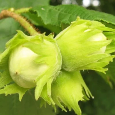 Фундук Каталонский (Corylus avellana) – это один из самых популярных сортов фундука, придающий значительное значение как в садоводстве, так и в промышленном производстве. Сорт был выведен в Испании, в Каталонии, где климатические условия позволили ему проявить свои лучшие качества. С момента своего появления, Каталонский фундук завоевал признание благодаря своей высокой урожайности и отличному качеству орехов. Характеристики сорта: Фундук Каталонский отличается средним ростом и раскидистой кроной. Листья темно-зеленые, крупные, с явной венозностью. Цветение начинается в марте, когда растения покрываются яркими желтыми сережками. Ягоды: Орехи обладают округлой формой, средней величиной и гладкой скорлупой. Внутренний яд содержит высокое количество масла (до 65%) и отличается нежным вкусом, что делает его идеальным для использования в кондитерских изделиях, а также для производства масла. Вес ореха может достигать 2–3 граммов. Урожайность: Фундук Каталонский отличается высокой урожайностью. При правильном уходе и оптимальных условиях можно собирать до 3-4 кг орехов с одного взрослого дерева. Урожайность возрастает с каждым годом, достигая пика в возрасте 5-7 лет. Созревание: Плоды начинают созревать в конце августа – начале сентября. Благодаря этому сроку созревания фундук может быть успешно выращен в различных климатических условиях, включая регионы с холодными зимами. Зимостойкость: Фундук Каталонский демонстрирует высокую зимостойкость и способен выдерживать морозы до -25°C. Это делает его идеальным выбором для регионов с холодным климатом. Применение: Каталонский фундук активно используется в пищевой промышленности: его добавляют в сладости, шоколад, кондитерские изделия и десерты. Также он находит применение в приготовлении растительных масел и в косметической сфере. Особенности выращивания: Фундук предпочитает солнечные места с хорошей защитой от холодных северных ветров. Для достижения наилучших результатов нужно выбирать хорошо дренированные почвы с нейтральной реакцией. Рекомендуется проводить обрезку, чтобы поддерживать форму кроны и улучшать доступ света к плодам. Место посадки: Наилучшие места для посадки фундука – это солнечные участки, защищенные от сильного ветра и постоянного затопления. Хорошая вентиляция поможет предотвратить заболевания. Рекомендуется высаживать кустарники на расстоянии не менее 3-4 метров друг от друга для обеспечения лучшего опыления и циркуляции воздуха. Фундук Каталонский – это отличный выбор для садоводов, желающих получать вкусные и полезные орехи прямо с собственного участка.