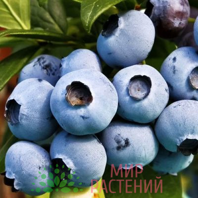 Голубика Торо (Toro)