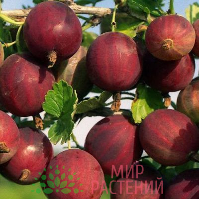 Крыжовник Краснославянский 2