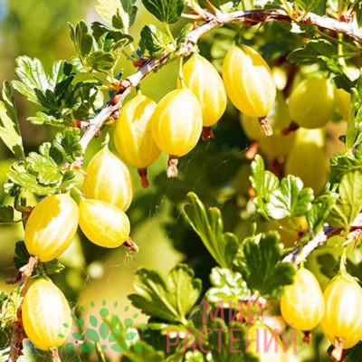 Крыжовник Куршу Дзинтарс (желтый)