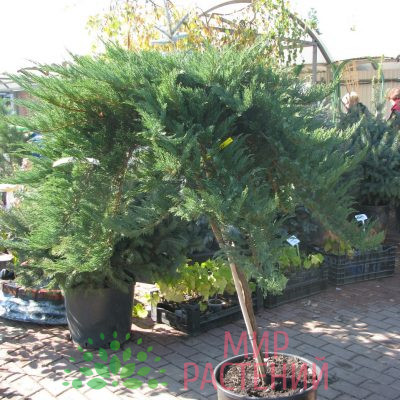 Можжевельник горизонтальный "Принц Уэльский" (Juniperus horizontalis 'Prince of Wales') был выведен в конце 20 века и быстро завоевал популярность благодаря своей оригинальной форме и декоративным качествам. Этот сорт получил свое название в честь Уэльса и отражает красоту и величие этого региона. Характеристики сорта "Принц Уэльский" — это карликовый можжевельник, который образует стройный штамб с раскидистой кроной. Высота растения достигает 60 см, а ширина может достигать 1,5 метра. Хвоя имеет насыщенный изумрудный цвет, который становится более ярким в зимний период. Растение нуждается в сильном солнечном свете для достижения своего оптимального декоративного эффекта. Созревание Можжевельник "Принц Уэльский" медленно растет, достигая своей полной зрелости в возрасте около 10-15 лет. На цветение и плодоношение он начинает давать через 3-5 лет после посадки, образуя небольшие шишки, которые придают дополнительный декоративный эффект. Зимостойкость Данный сорт обладает высокой зимостойкостью и легко переносит морозы до -30°C. Однако в условиях сильного ветра или в регионах с суровыми зимами может потребоваться дополнительная защита. Применение "Принц Уэльский" прекрасно подходит для озеленения садов, парков и благоустроенных территорий. Благодаря своему компактному размеру, он отлично смотрится в контейнерах и альпинариях. Растение можно использовать в качестве одиночного акцента или группы в сочетании с другими хвойными и лиственными растениями. Особенности выращивания Можжевельник "Принц Уэльский" предпочитает легкие, хорошо дренированные почвы и солнечные участки. Он устойчив к засухе, однако регулярный полив в первый год после посадки способствует лучшему укоренению. Рекомендуется производить лёгкую обрезку для поддержания формы кроны, а также удалять поврежденные или старые ветви. Место посадки Оптимальным местом для посадки является солнечная или слегка затененная зона с хорошей циркуляцией воздуха. Можжевельник "Принц Уэльский" хорошо чувствует себя на каменистых и песчаных почвах, что делает его идеальным выбором для альпийских горок и рокариев. Создайте у себя в саду настоящий уголок величия природы с помощью можжевельника горизонтального "Принц Уэльский" на штамбе!