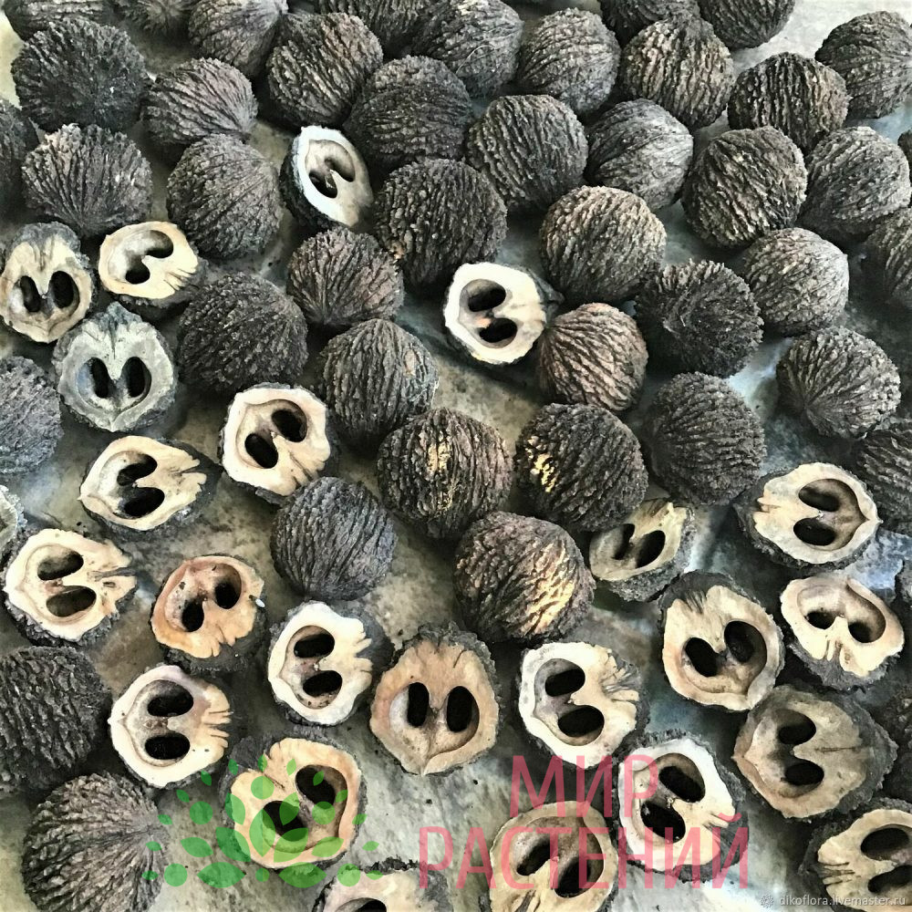 Орех черный (Juglans nigra)