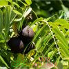 Орех черный (Juglans nigra)