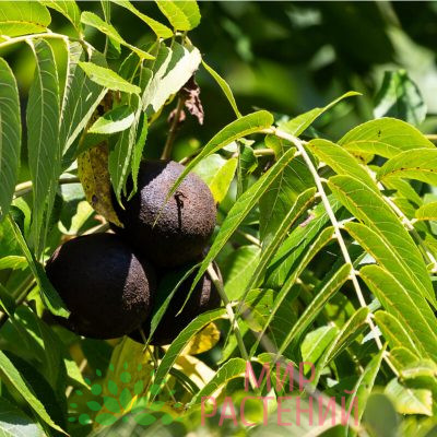 Орех черный (Juglans nigra)