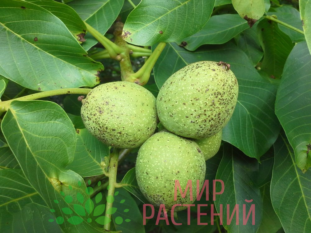 Орех грецкий