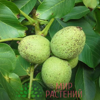 Орех грецкий