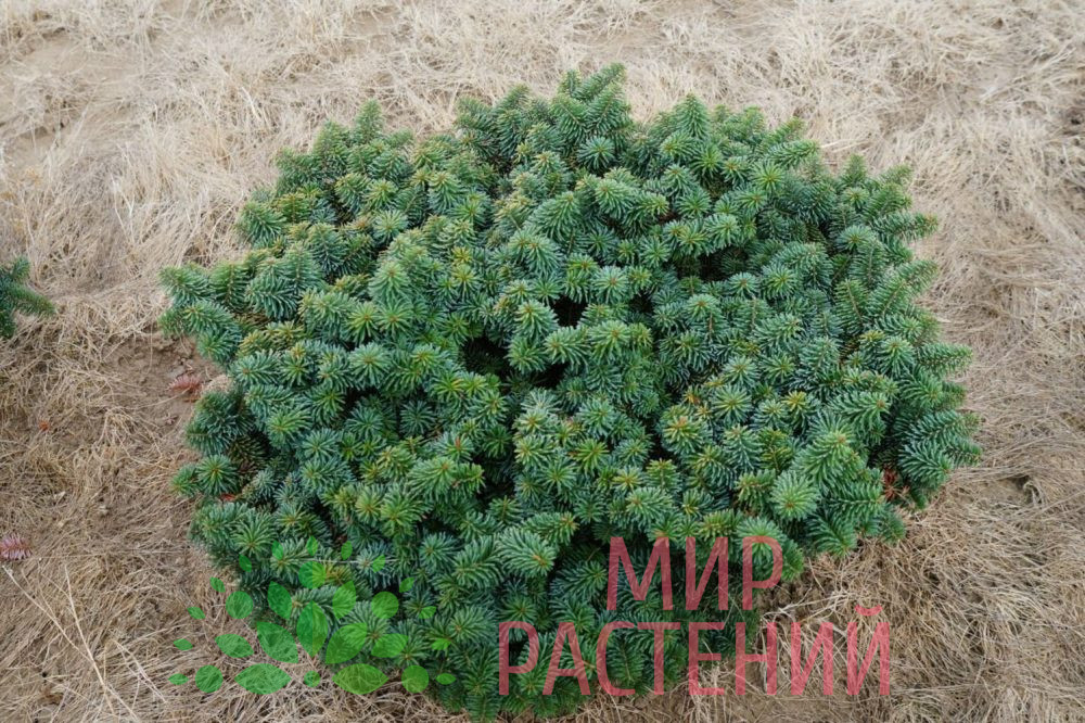 Пихта бальзамическая (Abies balsamea)