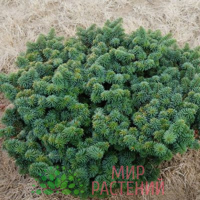 Пихта бальзамическая (Abies balsamea)