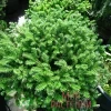 Пихта корейская Компакт Дворф (Abies koreana)