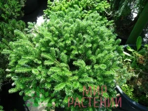 Пихта корейская Компакт Дворф (Abies koreana)