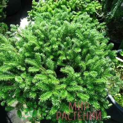 Пихта корейская Компакт Дворф (Abies koreana)