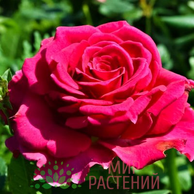 Роза чайно-гибридная Gotcha. Готча