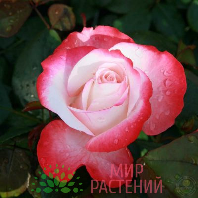 Роза чайно-гибридная Nostalgie. Ностальжи. Кордес.