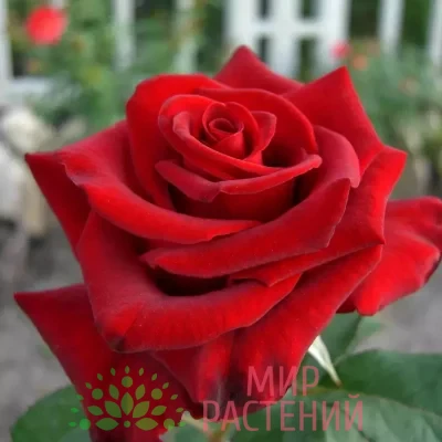 Роза чайно-гибридная Red Love. Ред Лав