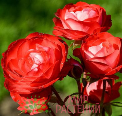 .Роза флорибунда Planted un Blomen. Плантен ан Блумен. Кордес.