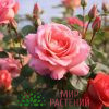 Роза флорибунда Zamba. Замба