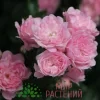 Роза почвопокровная The Fairy. Фейри. Тантау.