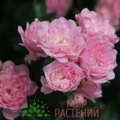 Роза почвопокровная The Fairy. Фейри. Тантау.
