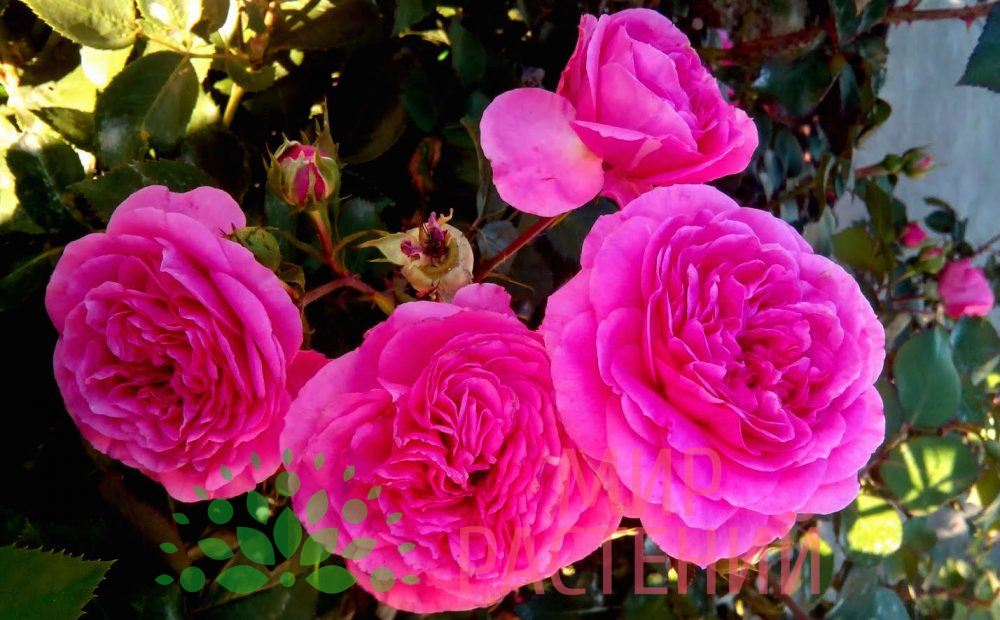 Штамбовая роза J. W. von Goethe Rose. Иоганн Вольфганг фон Гете Роуз. Тантау.