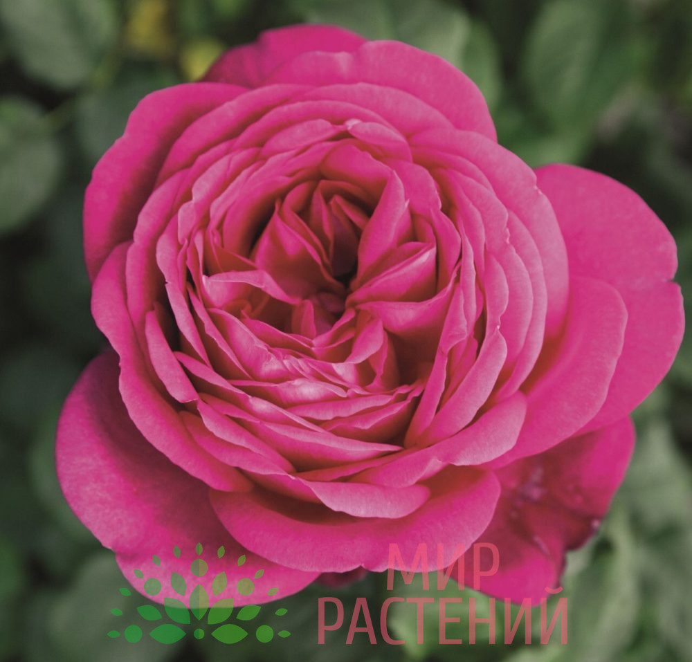 Штамбовая роза J. W. von Goethe Rose. Иоганн Вольфганг фон Гете Роуз. Тантау.