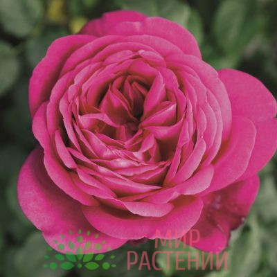Штамбовая роза J. W. von Goethe Rose. Иоганн Вольфганг фон Гете Роуз. Тантау.