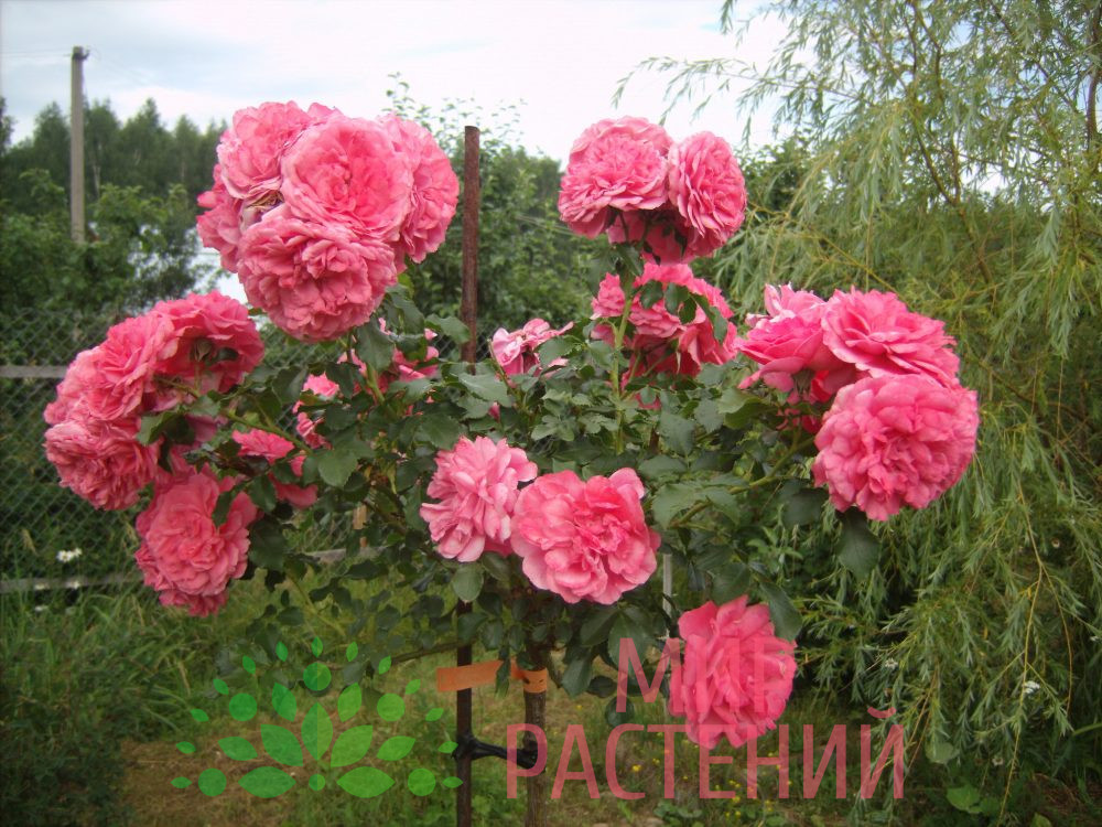Штамбовая роза Rosarium Uetersen. Розариум Ютерзен. Тантау.
