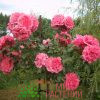 Штамбовая роза Rosarium Uetersen. Розариум Ютерзен. Тантау.