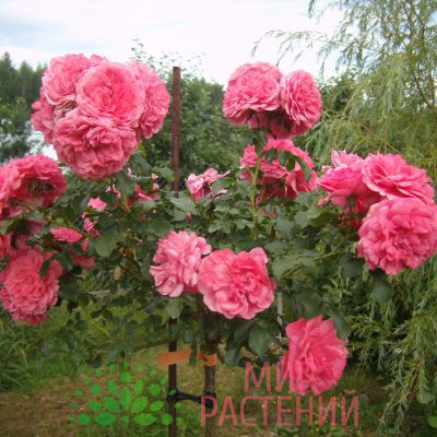 Штамбовая роза Rosarium Uetersen. Розариум Ютерзен. Тантау.