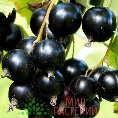 Смородина черная Дачница