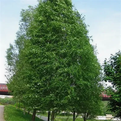 Тополь китайский (Populus simonii)