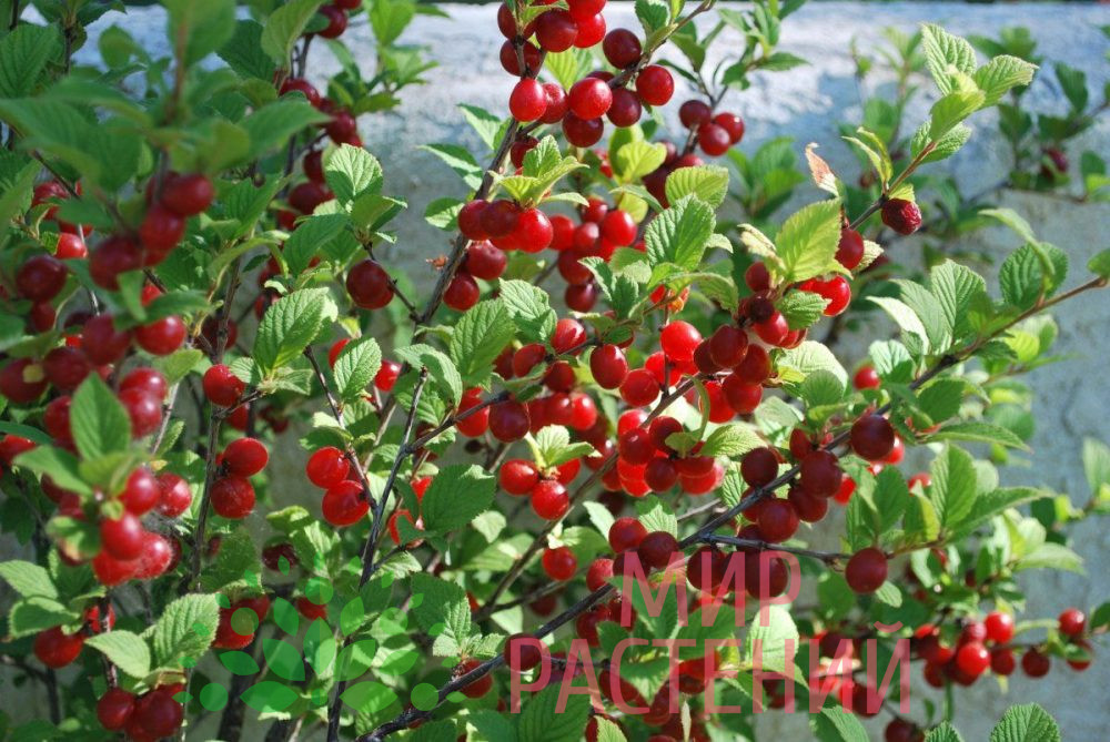 Вишня войлочная — изображение 4