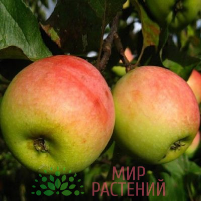 Яблоня Синап Северный1
