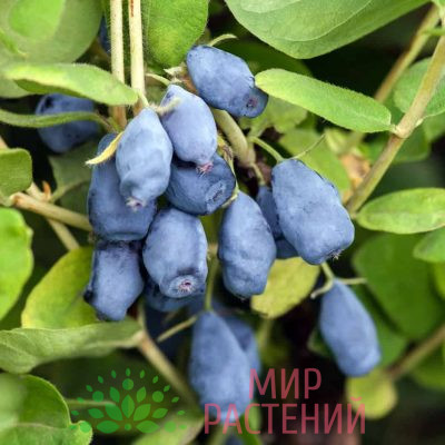 Жимолость Барышня