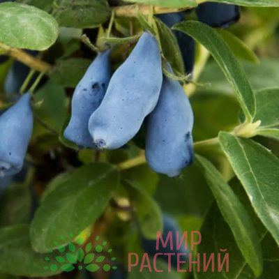 Жимолость Голубое веретено