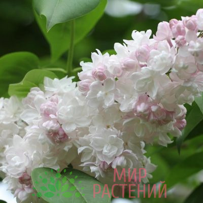 Сирень Красавица Москвы