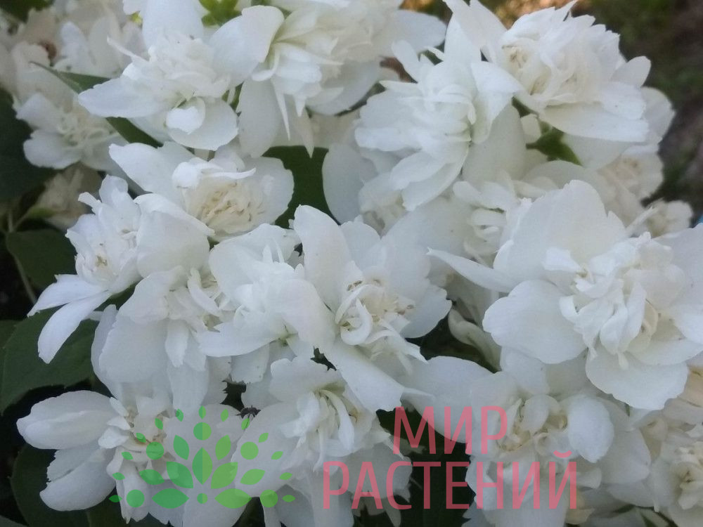 Чубушник Арктика