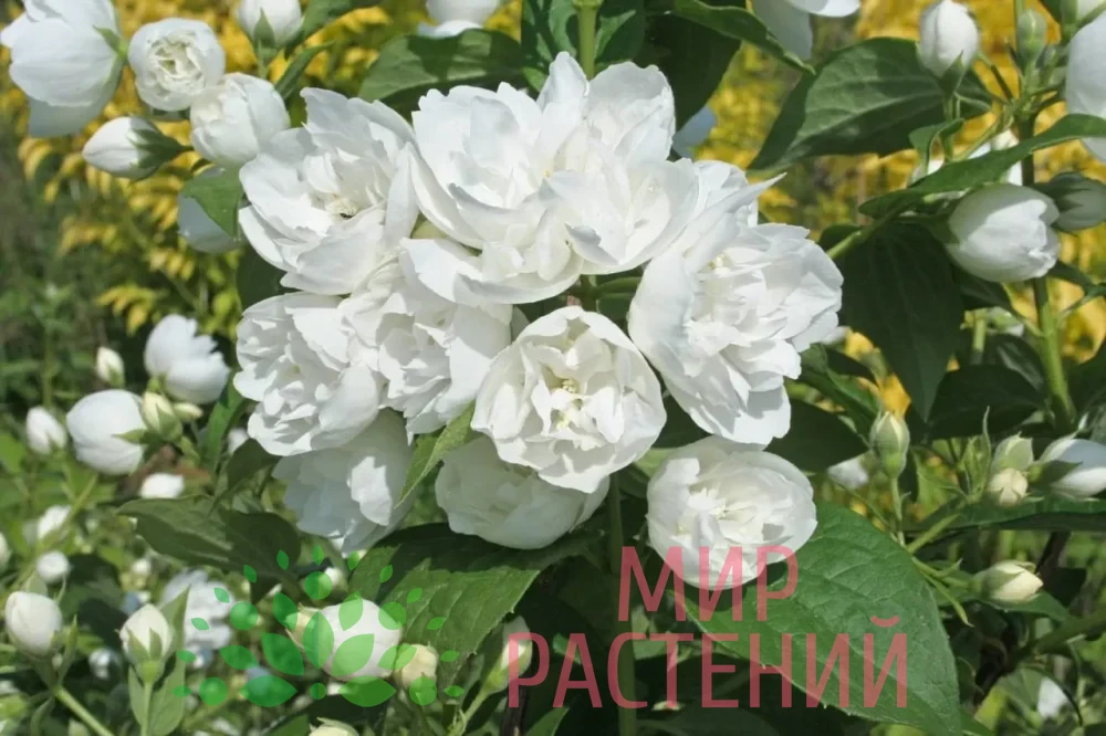 Чубушник махровый